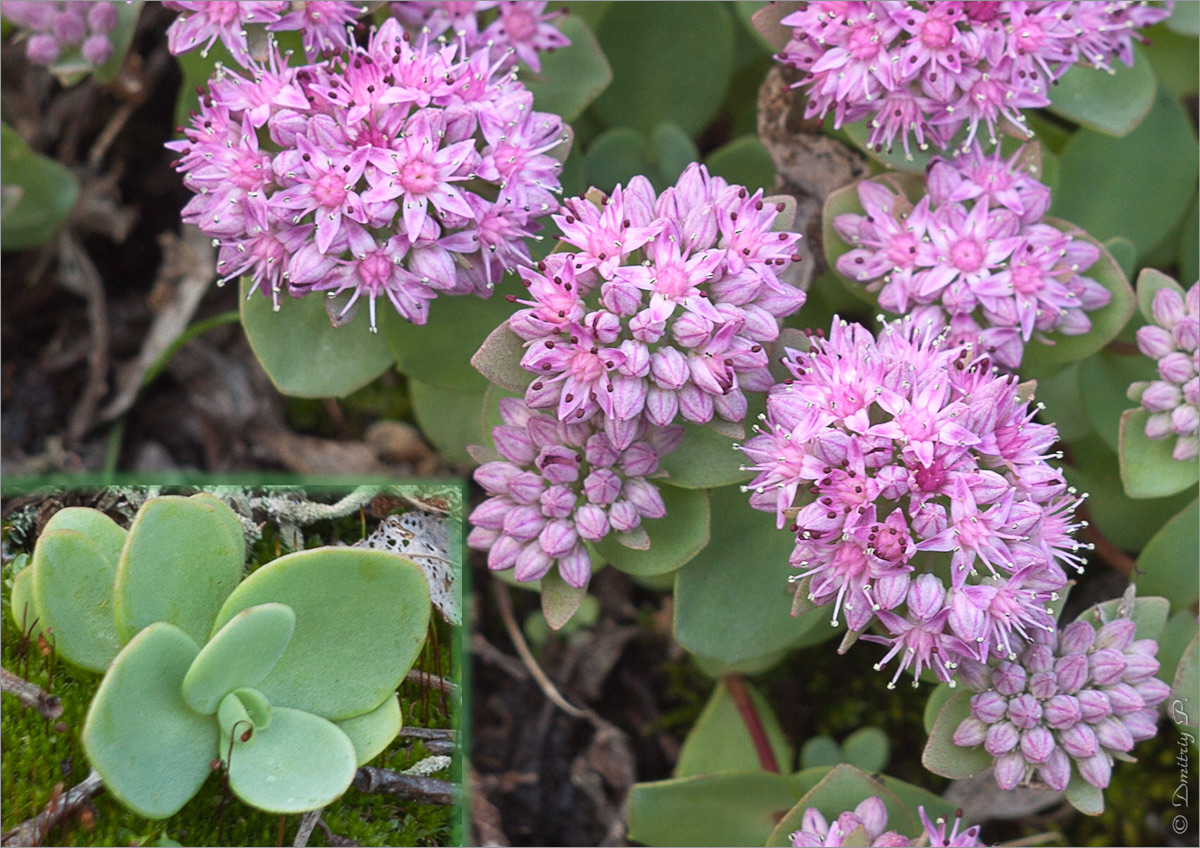 Изображение особи Hylotelephium ewersii.