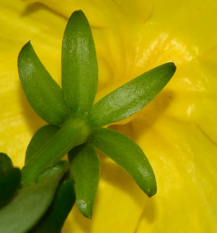 Image of Jasminum mesnyi specimen.