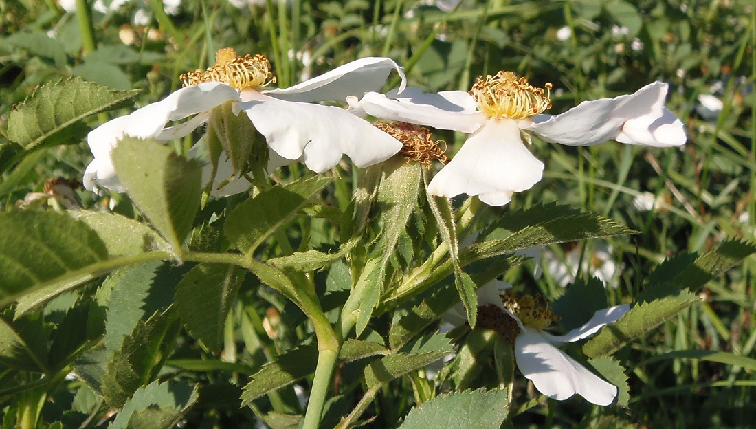 Image of genus Rosa specimen.