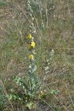 Verbascum undulatum