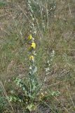 Verbascum undulatum. Цветущее растение в петрофитной степи. Севастополь, Караньское плато. 10.05.2013.