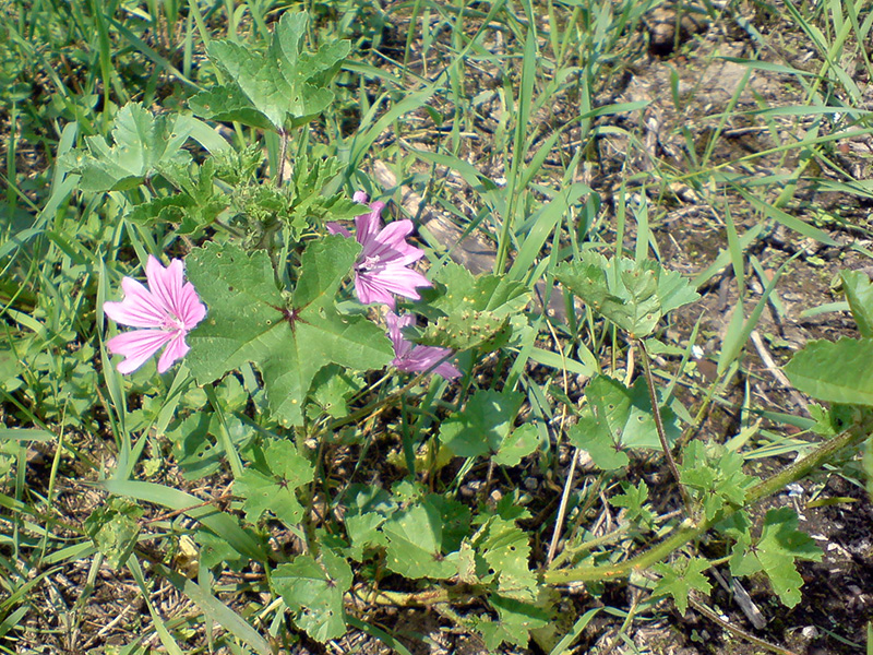 Image of Malva sylvestris specimen.
