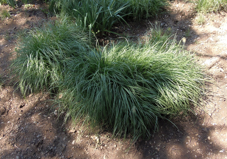 Image of Pennisetum villosum specimen.