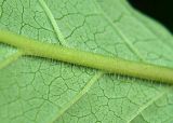 Image of taxon representative. Author is Владимир Иванов
