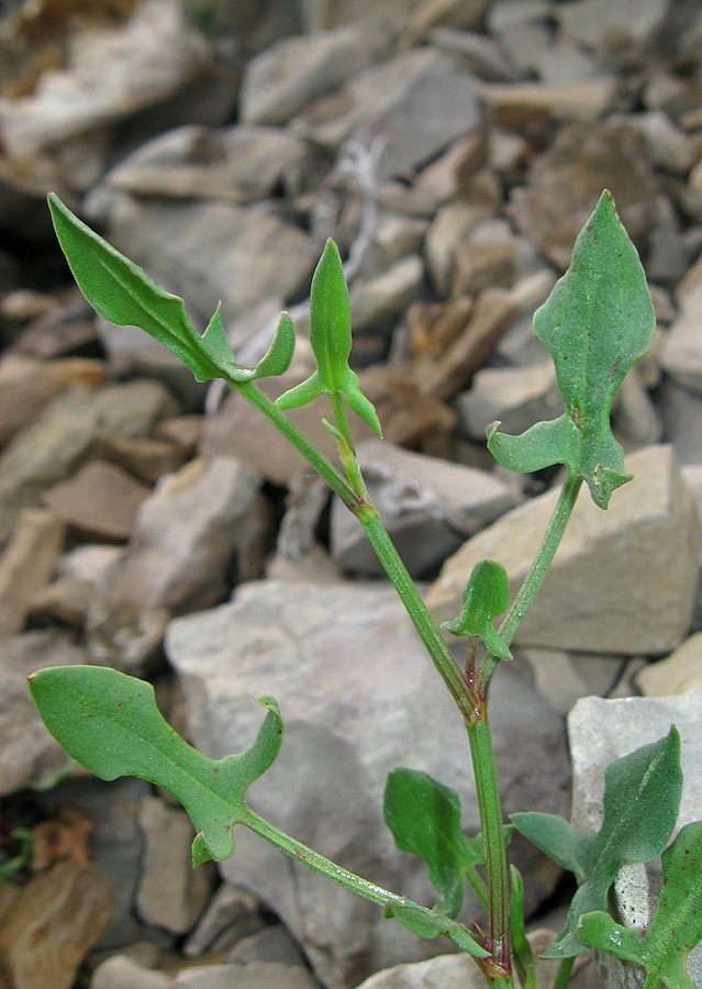 Image of Rumex hastifolius specimen.