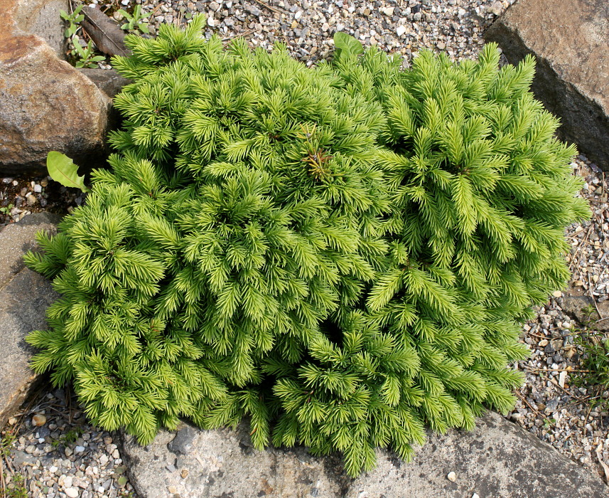 Image of Picea abies specimen.