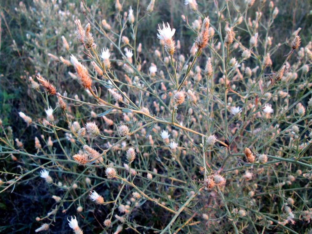 Image of Centaurea diffusa specimen.