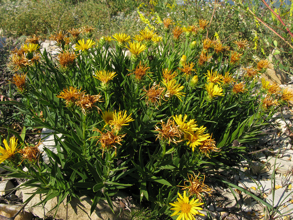 Изображение особи Inula ensifolia.