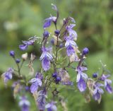 Teucrium orientale