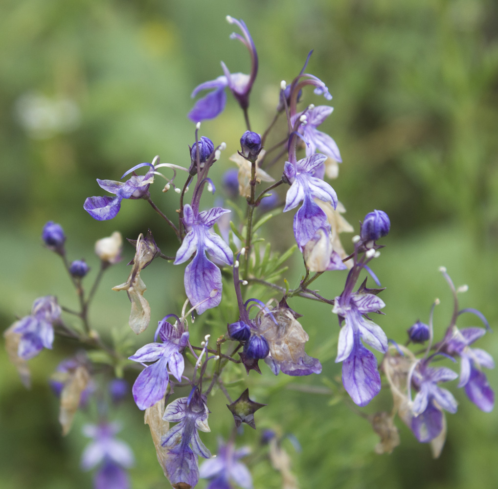 Изображение особи Teucrium orientale.