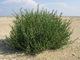 Salicornia perennans