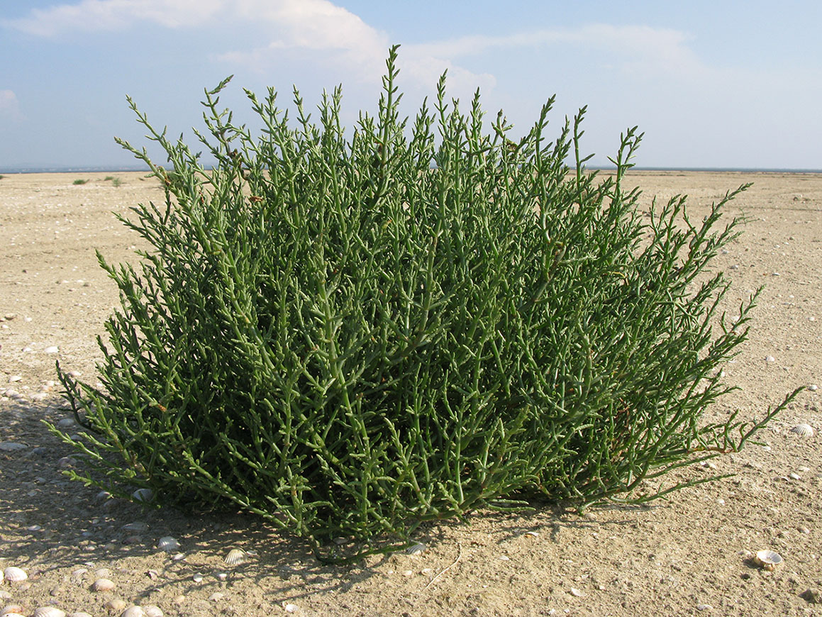 Изображение особи Salicornia perennans.