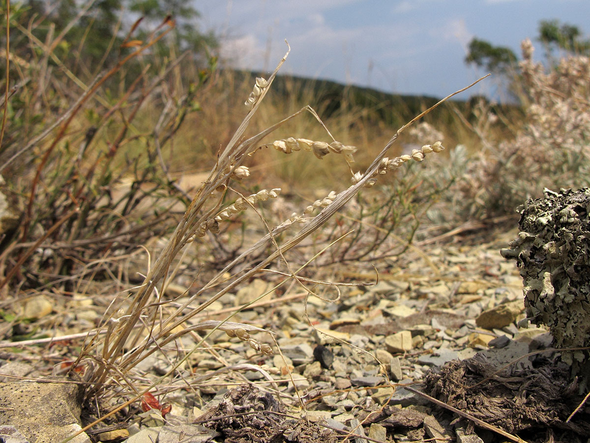 Image of Brizochloa humilis specimen.