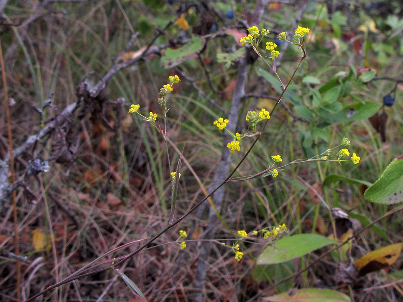 Image of Bupleurum brachiatum specimen.