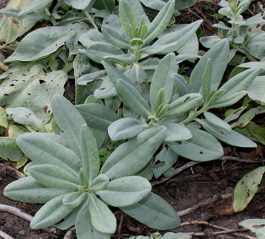 Image of Caccinia strigosa specimen.