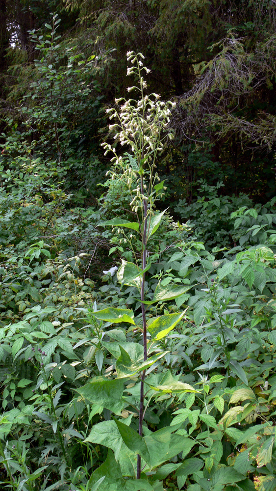 Image of Parasenecio hastatus specimen.