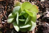 Orostachys malacophylla. Молодое вегетирующее растение. Республика Бурятия, Баунтовский эвенкийский р-н, окр. пос. Северный, долина р. Има, лиственничный перелесок, обочина дорожного пути. 04.08.2013.