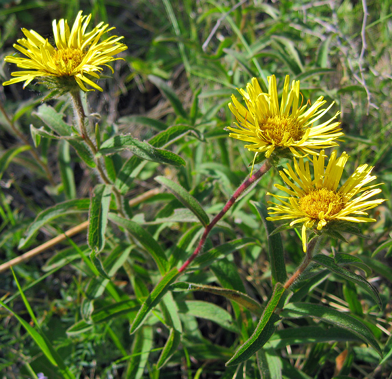 Image of Inula hirta specimen.