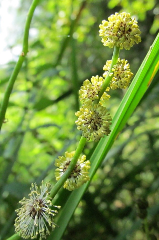 Изображение особи Sparganium erectum.