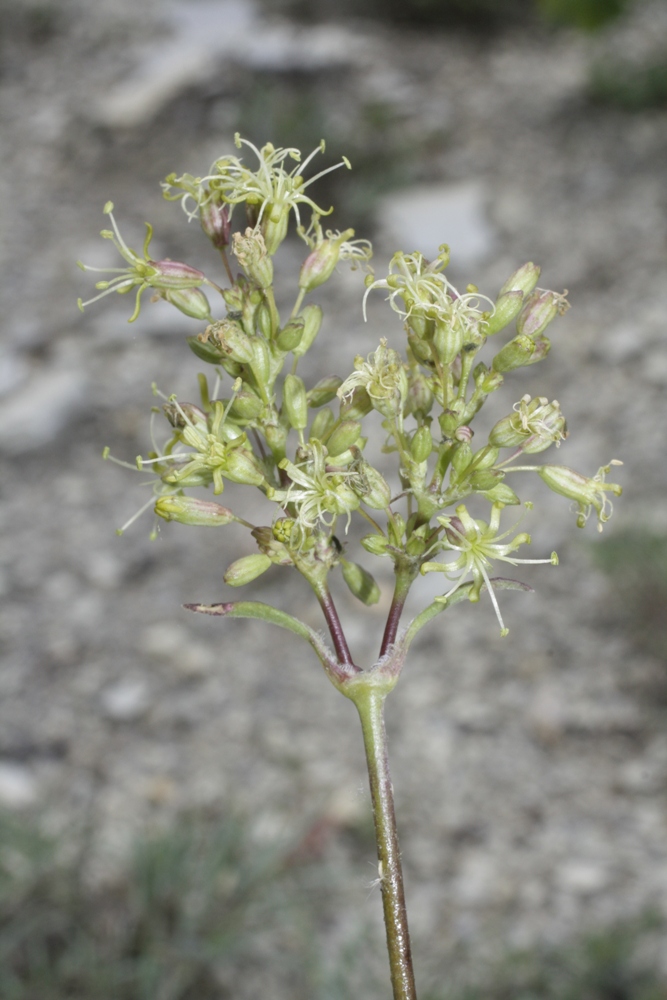 Изображение особи Silene densiflora.