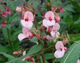 Impatiens glandulifera. Верхушка цветущего и плодоносящего растения. Иркутск, берег Ангары, у ж.-д. насыпи. 14.08.2012.