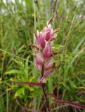 Castilleja rubra