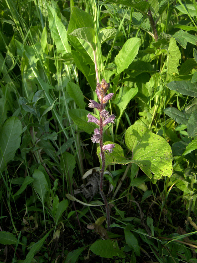 Image of Orobanche pubescens specimen.