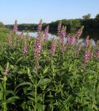 Stachys palustris