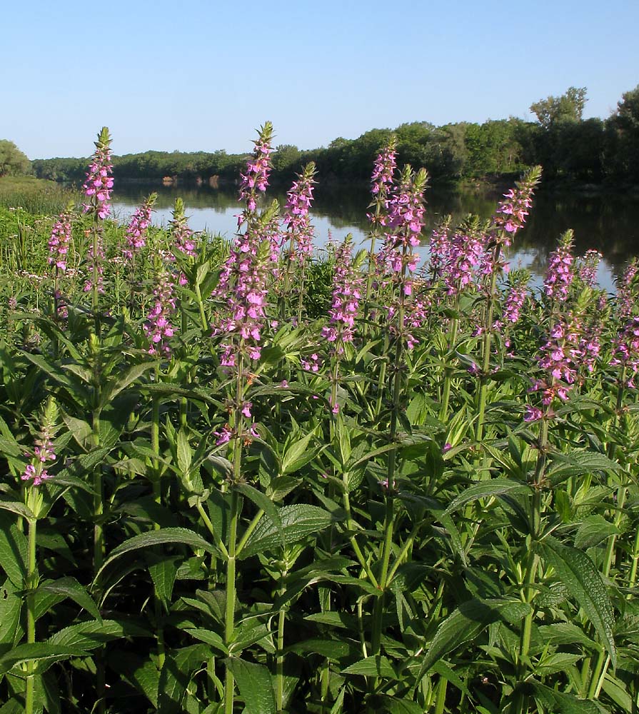 Изображение особи Stachys palustris.