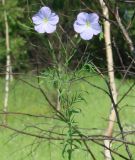 Linum perenne. Верхушка цветущего растения. Иркутская обл., Иркутский р-н, р. Иркут, остров. 15.07.2008.