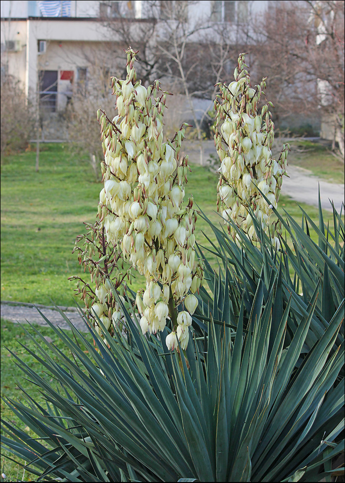 Изображение особи Yucca gloriosa.