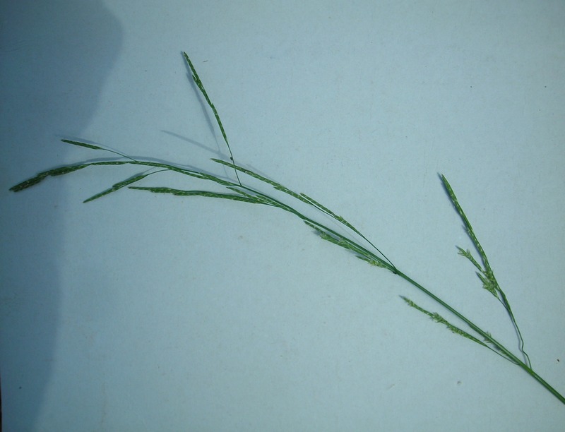 Image of Glyceria notata specimen.