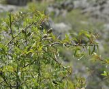 Amygdalus fenzliana