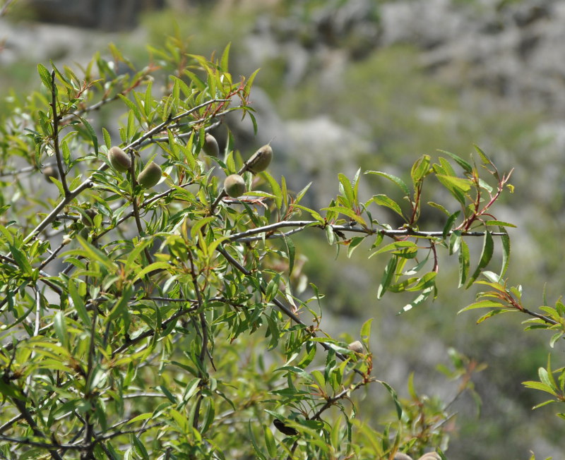 Image of Amygdalus fenzliana specimen.