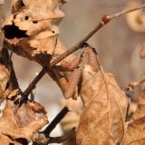 Corylus heterophylla. Часть ветви с сухими листьями и мужскими соцветиями. Приморский край, Уссурийский р-н, окр. с. Монакино, 3-й оленник. 08.03.2014.