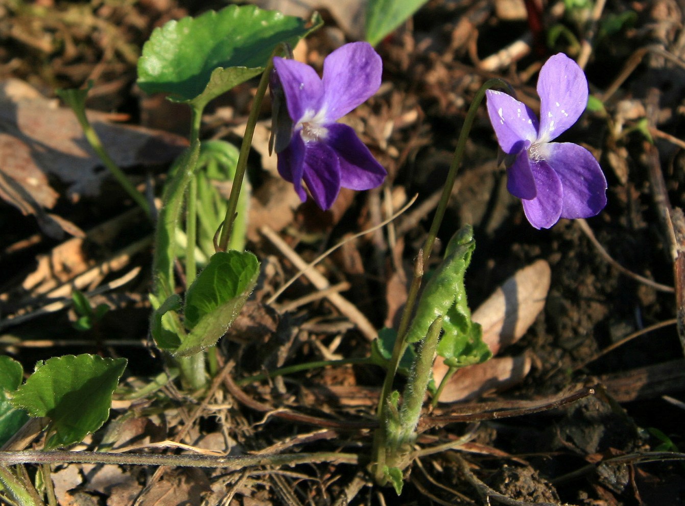 Image of genus Viola specimen.
