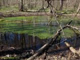 Hottonia palustris. Заросли в лесном болотце. Украина, Киев, заказник \"Лесники\", болотистая часть. 6 апреля 2014 г.