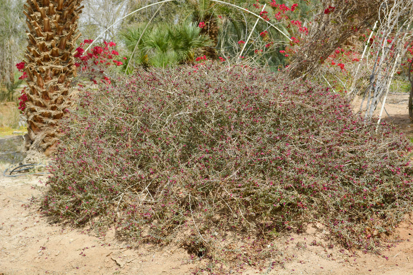 Изображение особи Eremophila laanii.