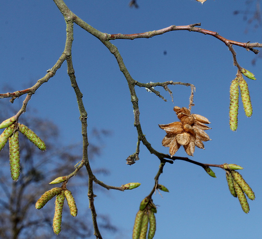 Image of Ostrya carpinifolia specimen.