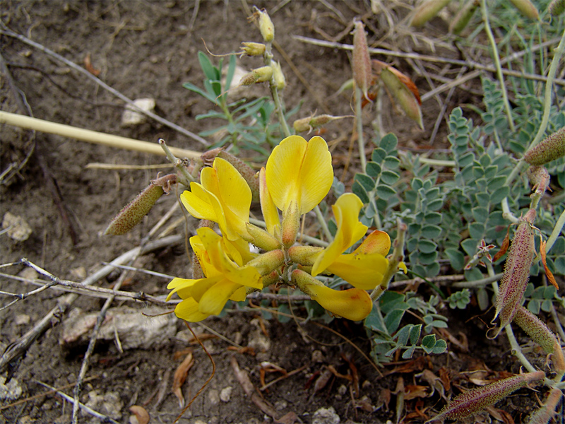 Изображение особи Calophaca wolgarica.