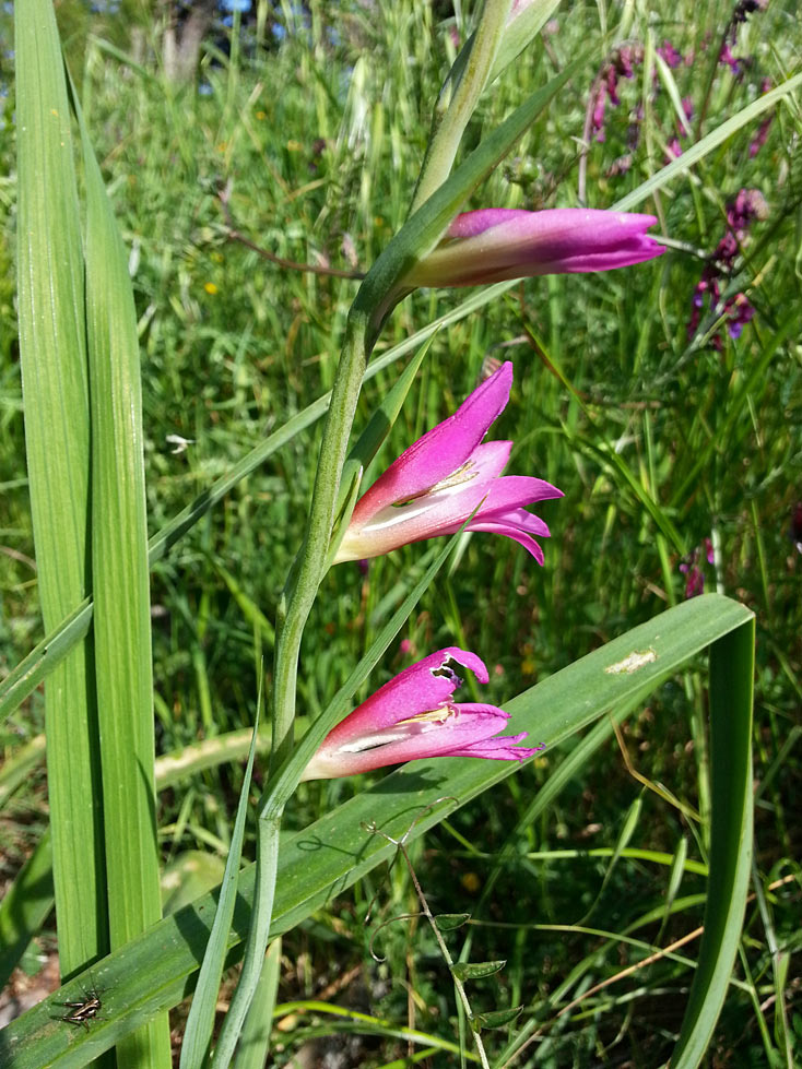 Изображение особи Gladiolus italicus.