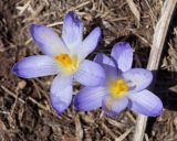 Crocus reticulatus. Два цветка. Краснодарский край, плато Лагонаки. 28.04.2013.