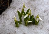 Galanthus platyphyllus