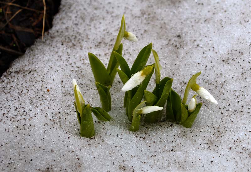 Изображение особи Galanthus platyphyllus.