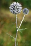 Echinops sphaerocephalus. Верхушка побега с соцветием. Адыгея, хр. Уна-Коз, опушка широколиственного леса. 13.08.2008.