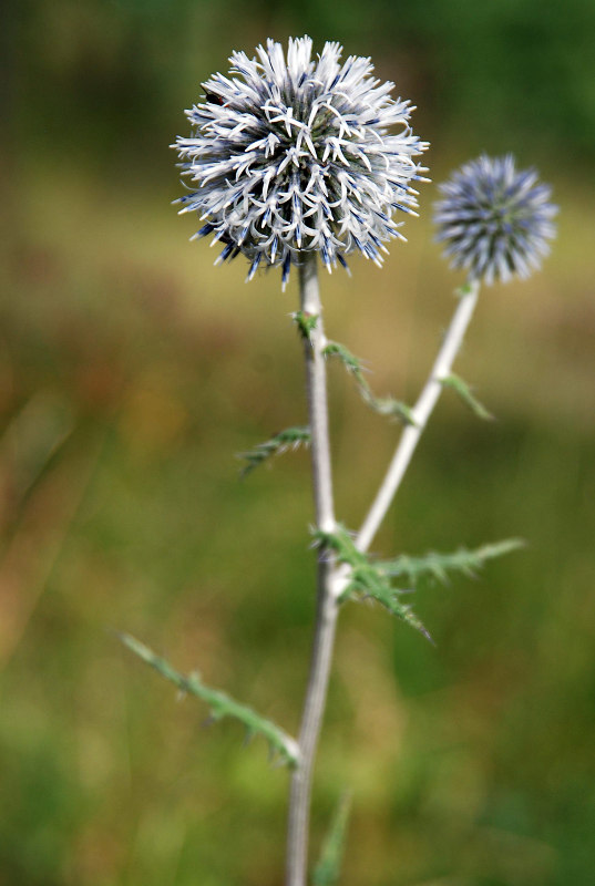 Изображение особи Echinops sphaerocephalus.