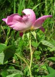 Rosa gallica. Верхушка побега с цветком. Крым, окр. Феодосии, гора Эчкидаг, луговая поляна в дубовом лесу. 7 июня 2014 г.