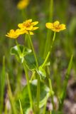 Caltha palustris