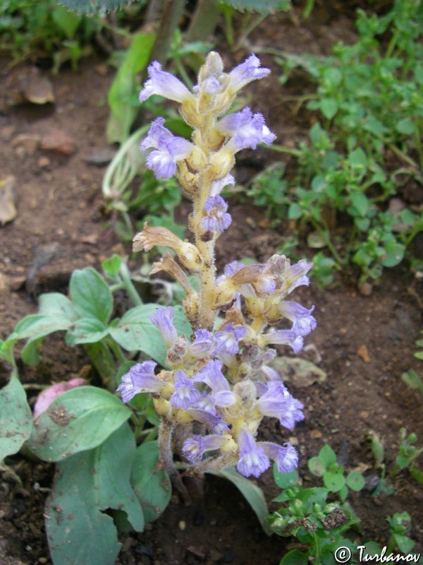 Image of Phelipanche ramosa specimen.