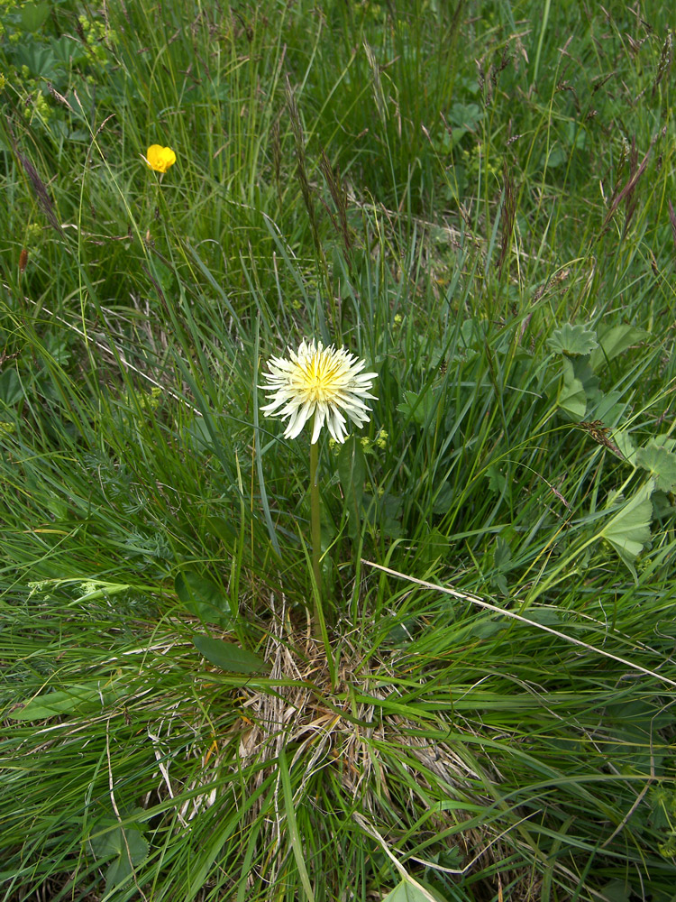 Изображение особи Taraxacum stevenii.